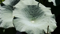 Bild am 2008-09-10
