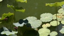 Bild am 2008-09-10