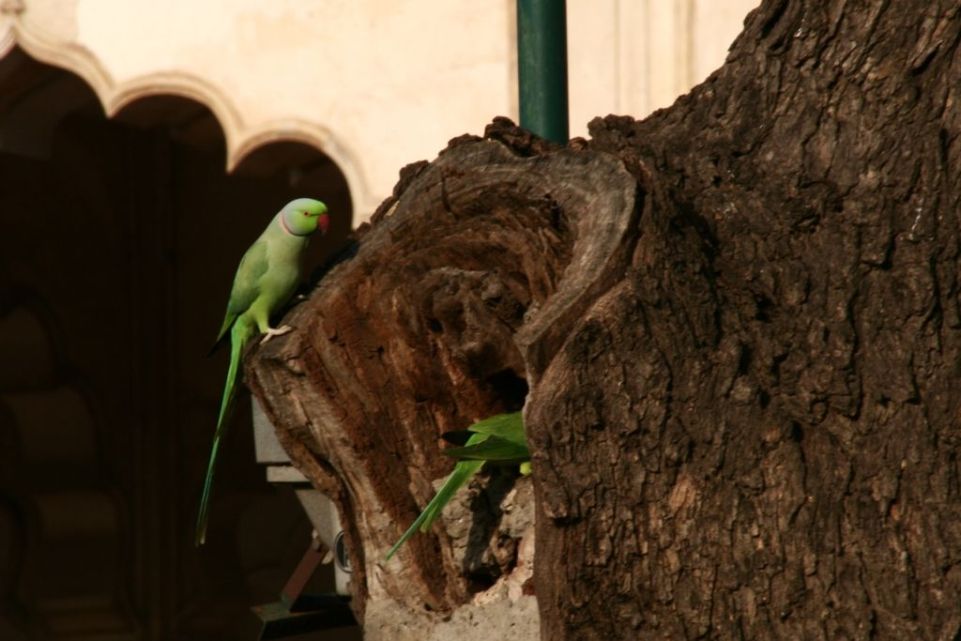 Vogel,Indien