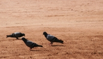 Bild am 2008-09-28