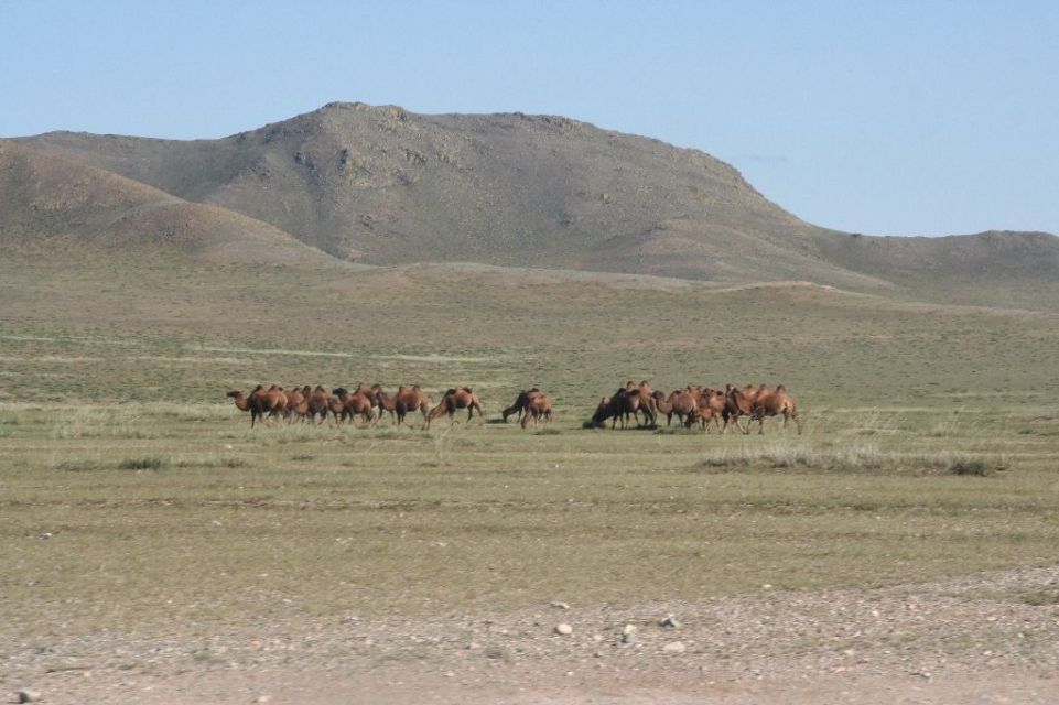 Mongolei,Kamel