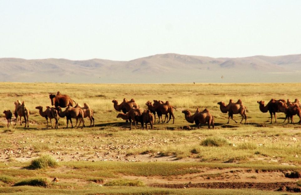 Mongolei,Kamel