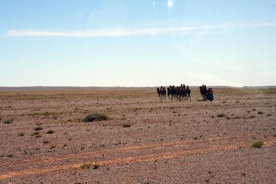 Mongolei,Kamel