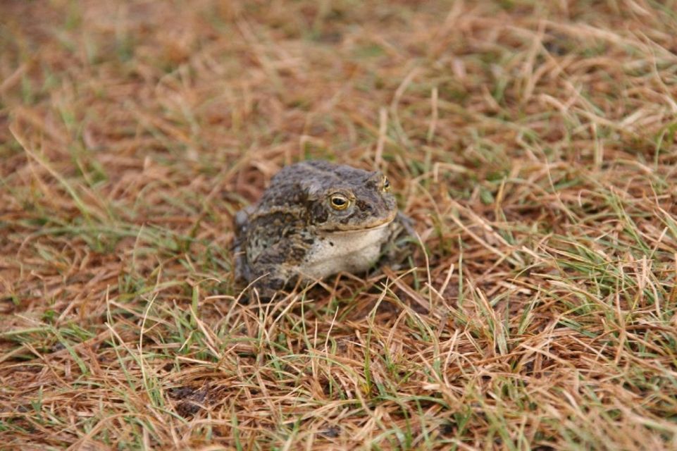 Mongolei,Frosch