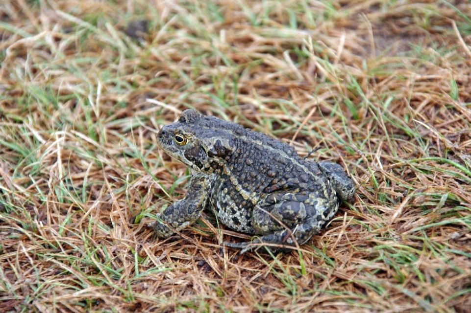 Mongolei,Frosch