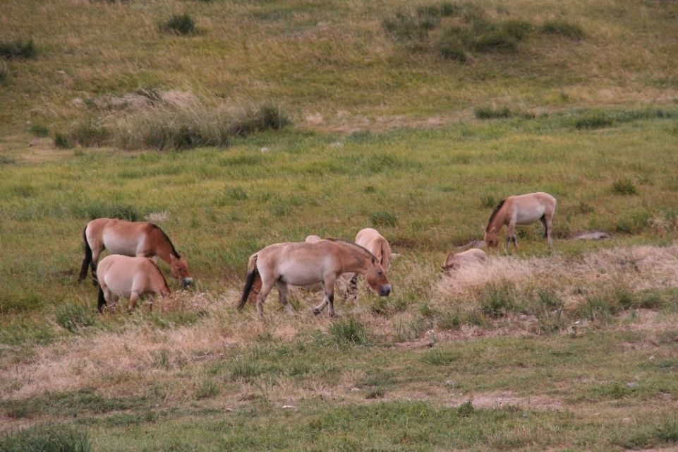 Mongolei,Przewalski