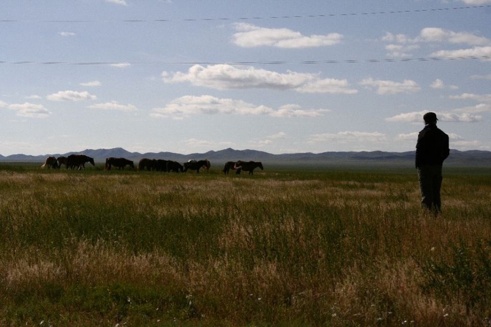 Mongolei,Pferde