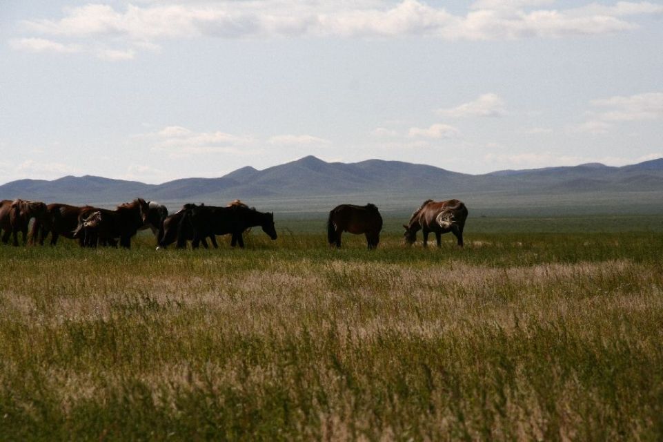Mongolei,Pferde