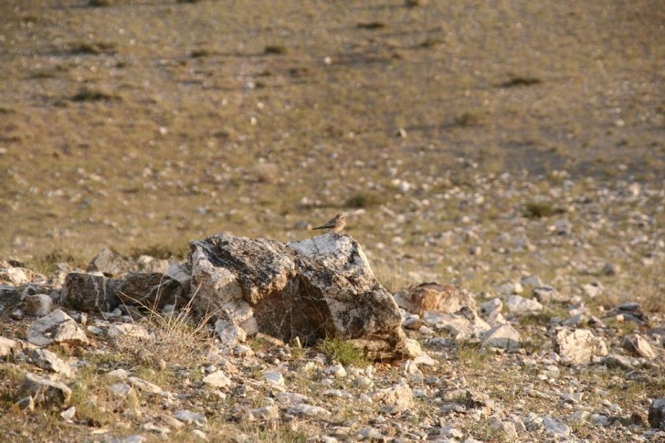 Mongolei,Vogel