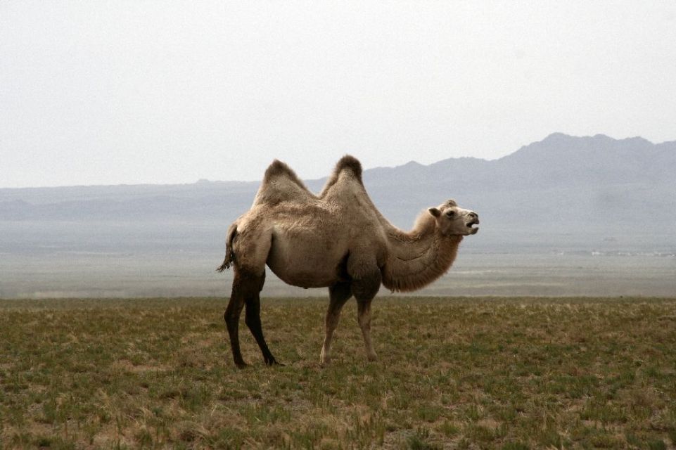 Mongolei,Kamel