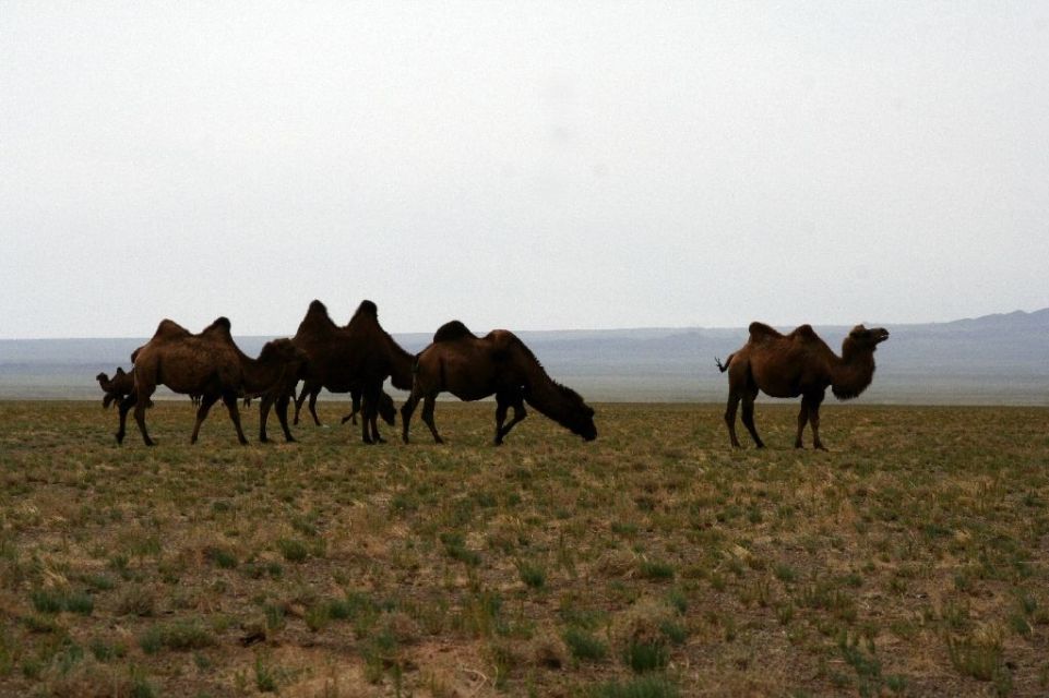 Mongolei,Kamel