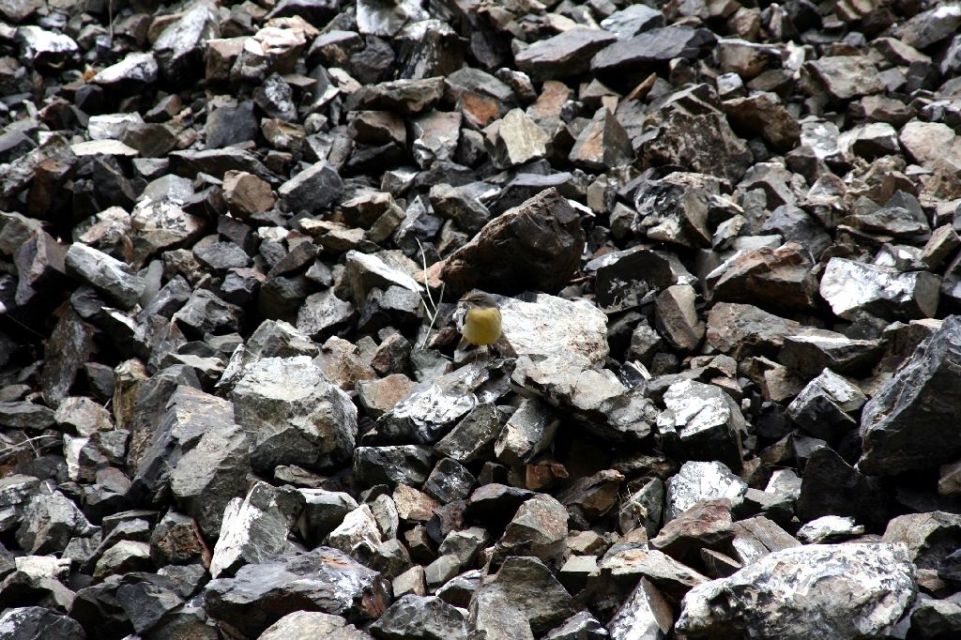 Mongolei,Vogel