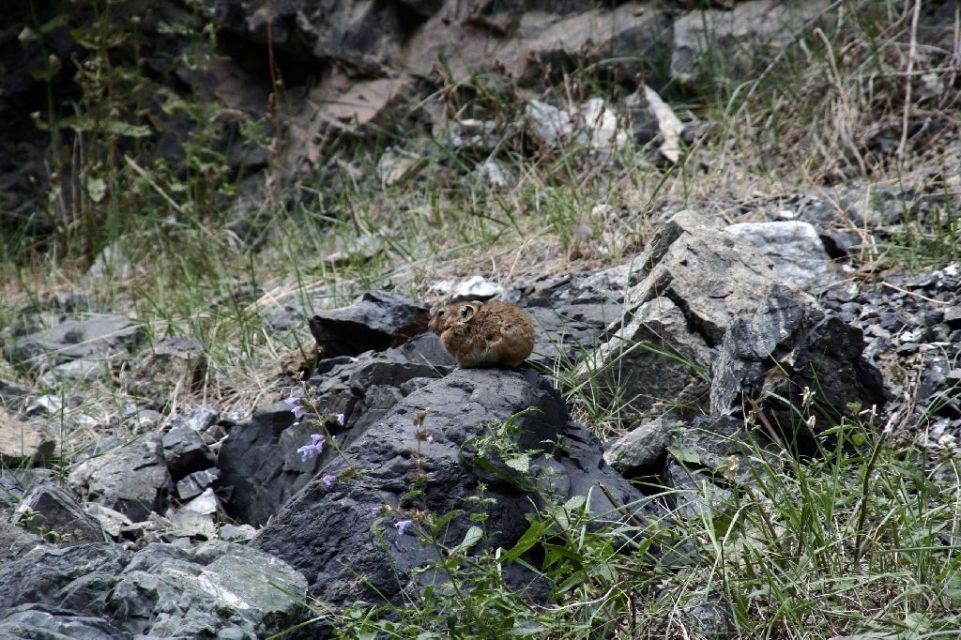 Mongolei,Eichhörnchen