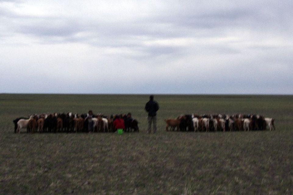 Mongolei,Ziege