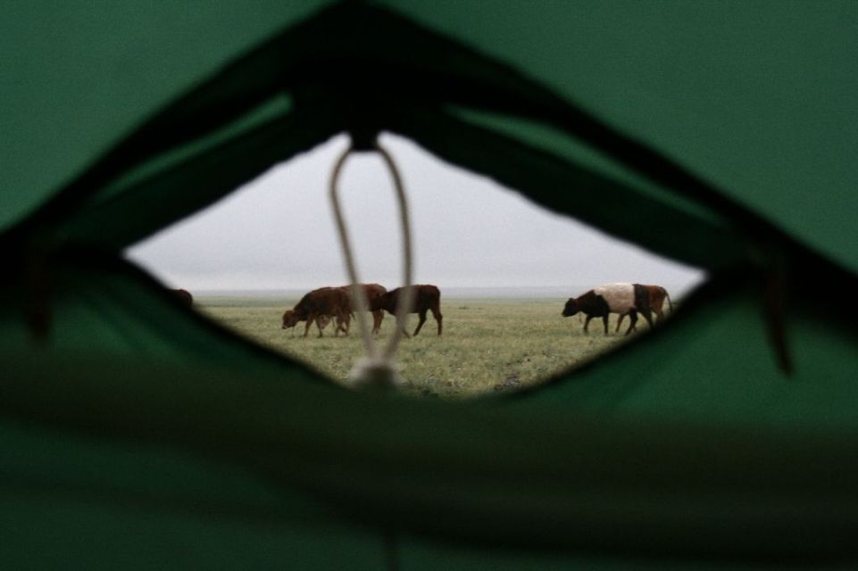 Mongolei,Zelt,Yak