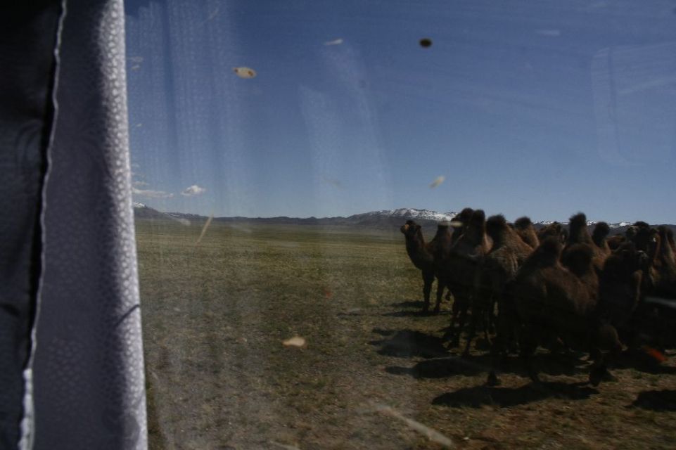 Mongolei,Kamel