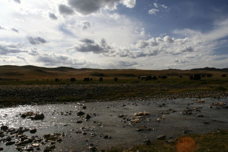 Mongolei,Yak