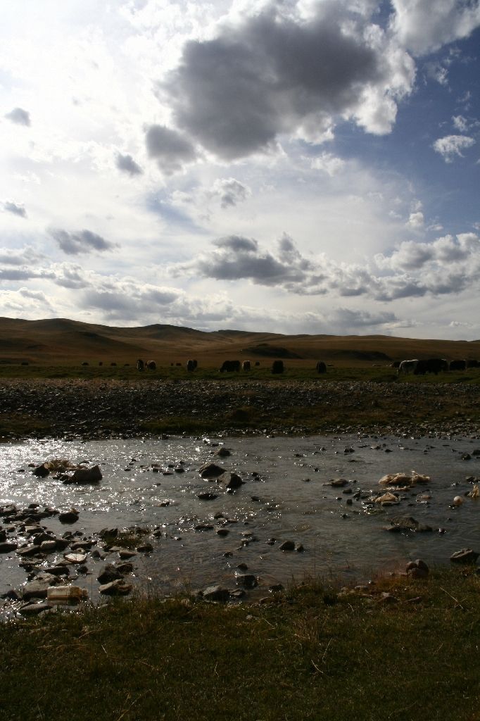 Mongolei,Yak