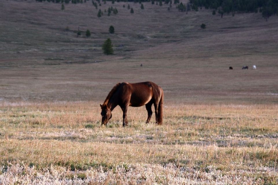 Mongolei,Pferd