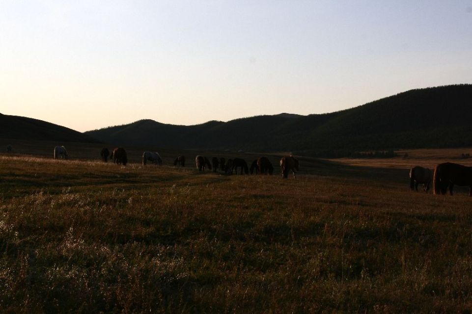 Mongolei,Pferd