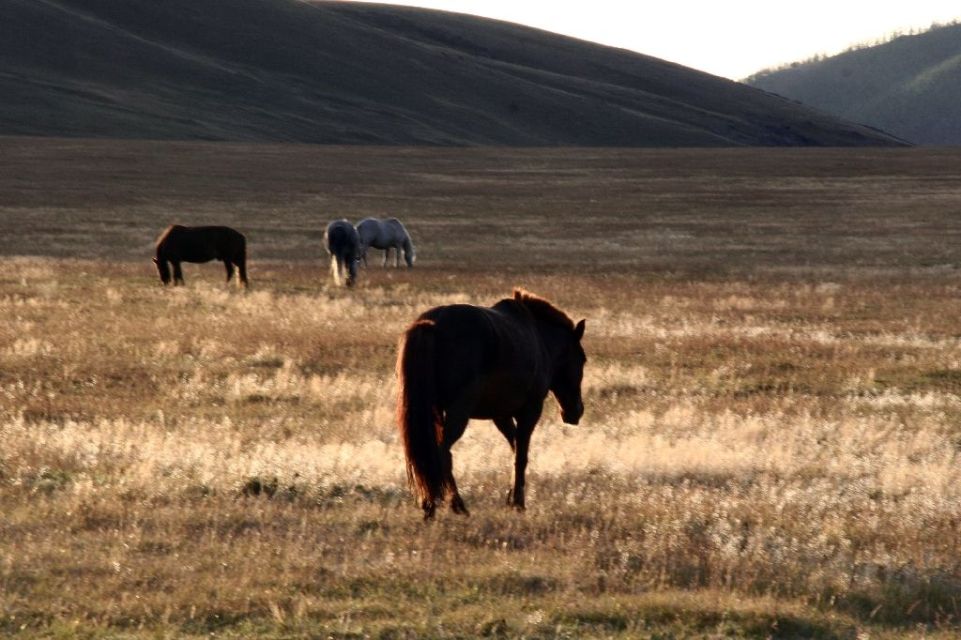 Mongolei,Pferd