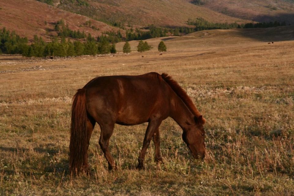 Mongolei,Pferd