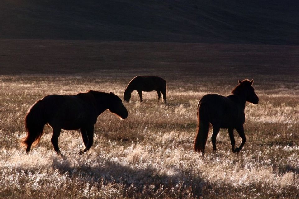 Mongolei,Pferd