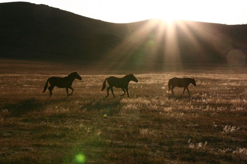 Mongolei,Pferd