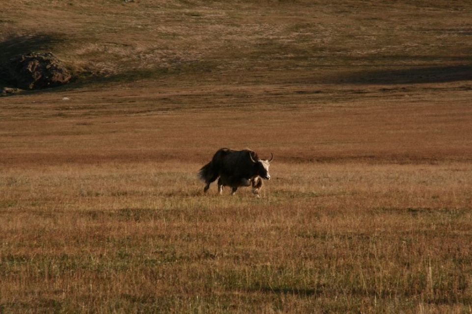 Mongolei,Yak