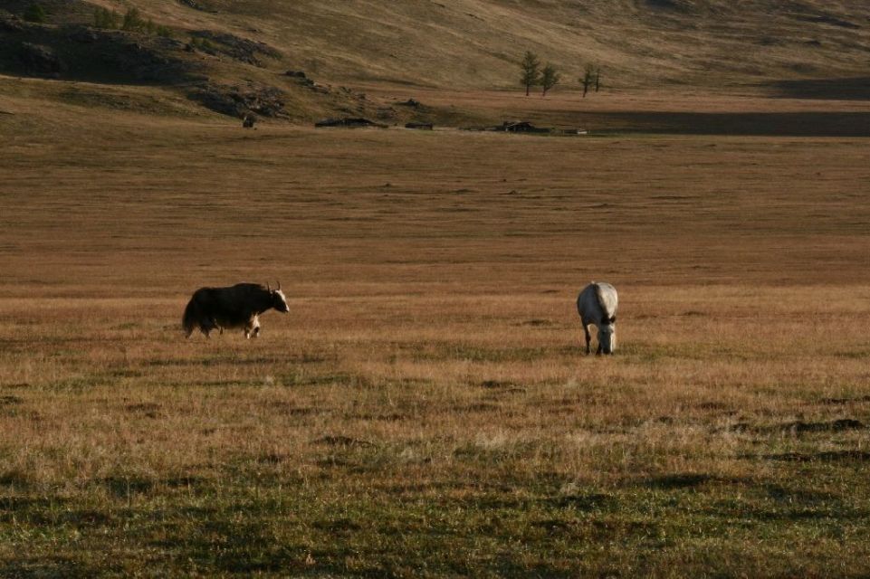 Mongolei,Yak,Pferd