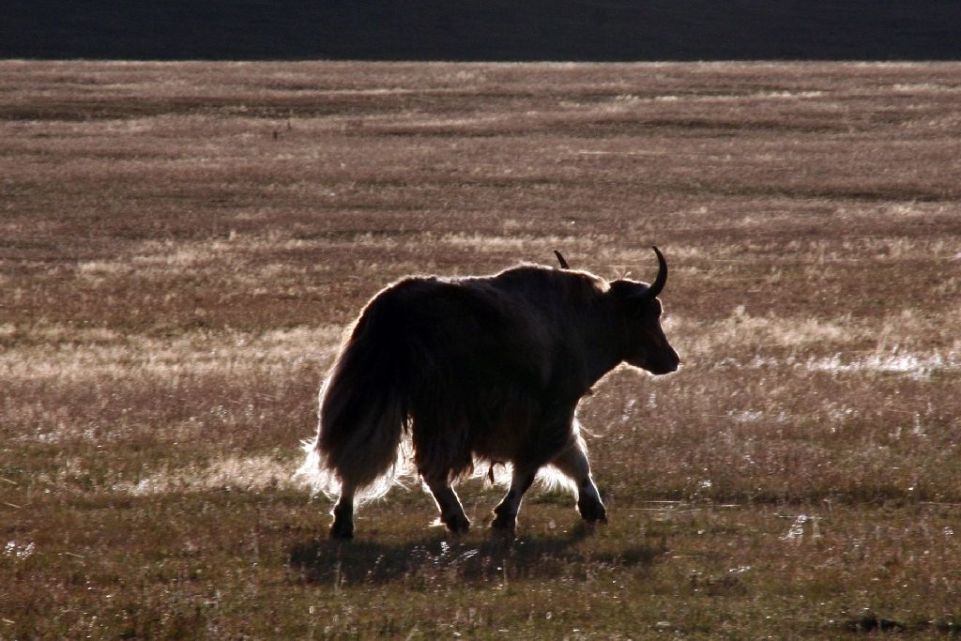 Mongolei,Yak