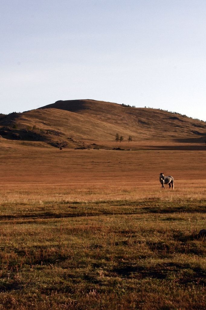 Mongolei,Pferd