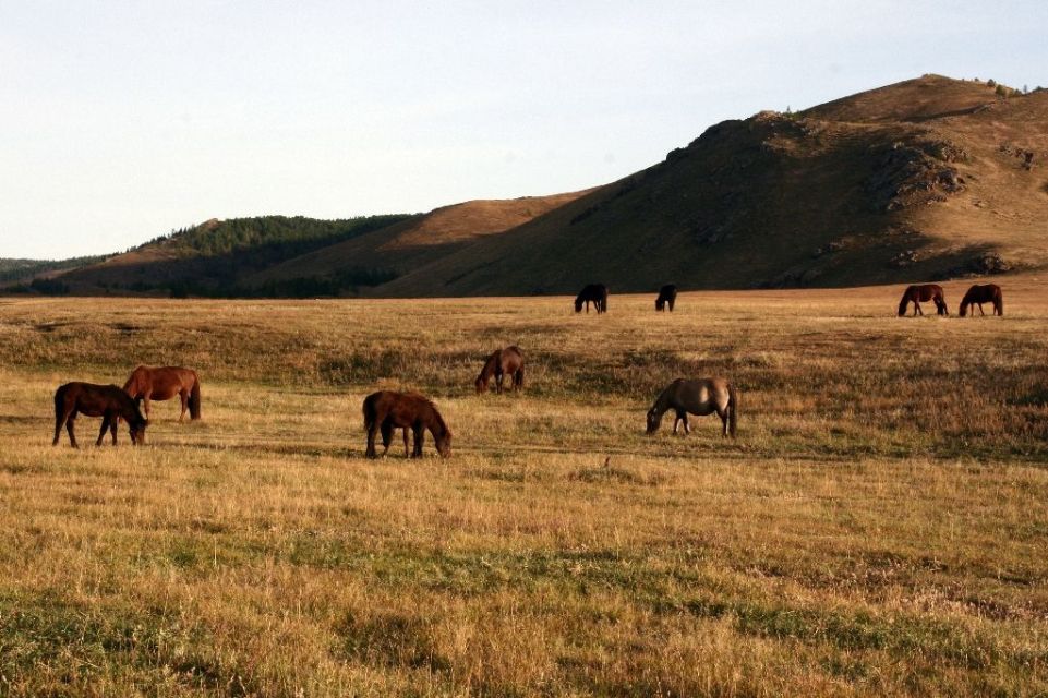 Mongolei,Pferd