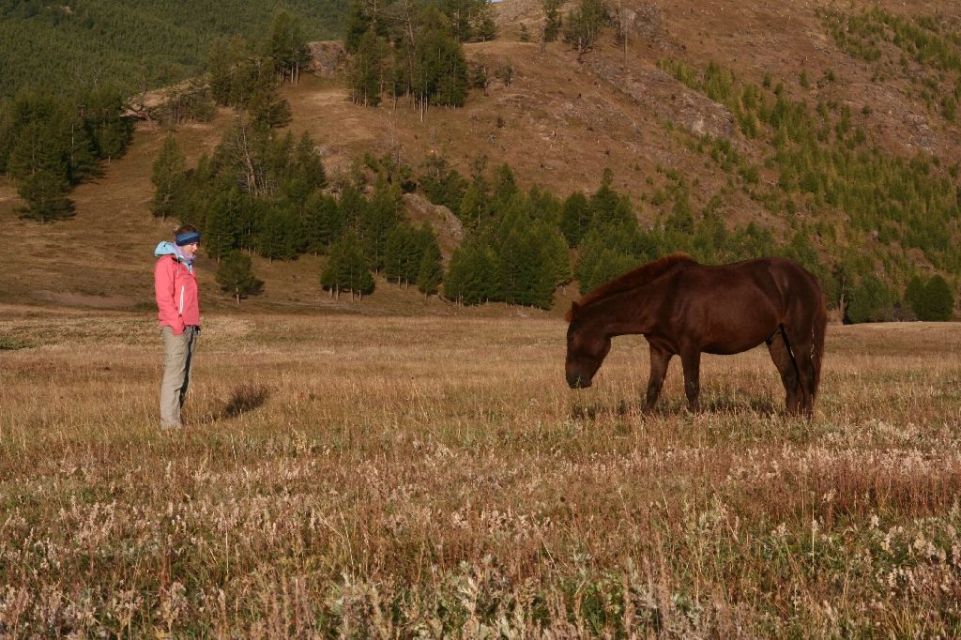 Mongolei,Pferd