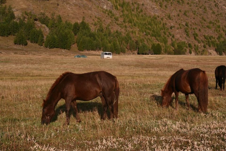 Mongolei,Zelt,Pferd