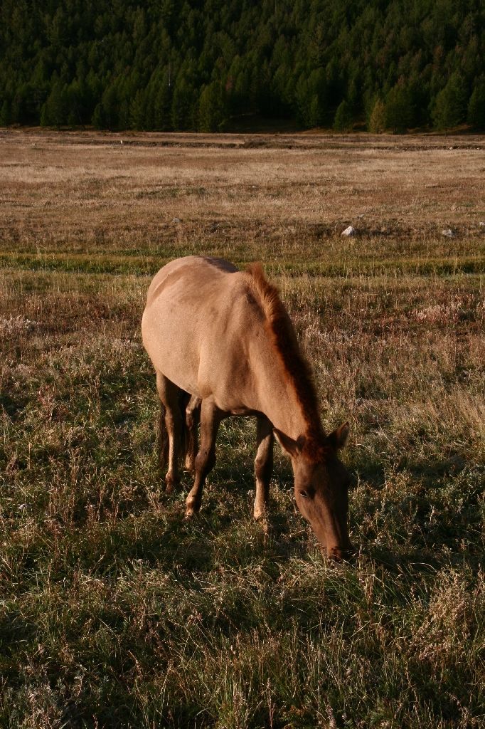 Mongolei,Pferde