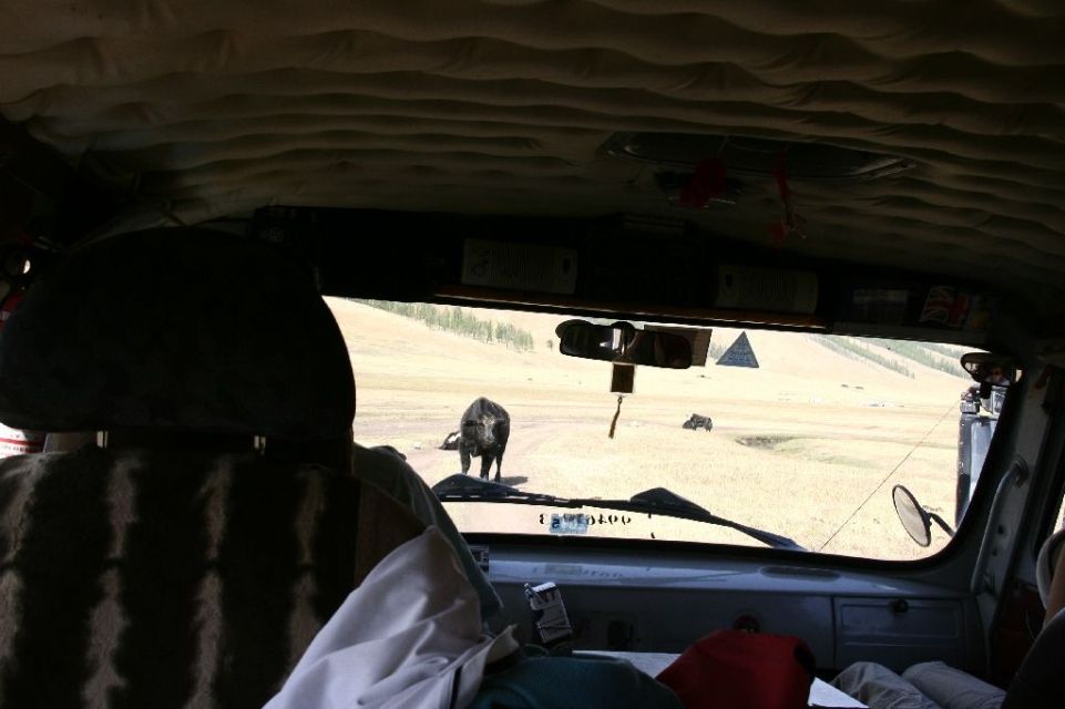 Mongolei,Tatrabus,Yak