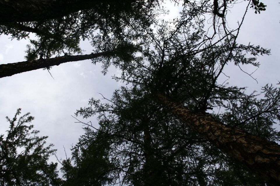 Mongolei,Wald