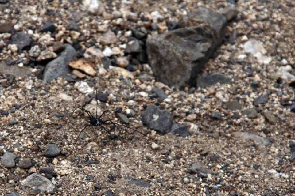 Mongolei,Spinne