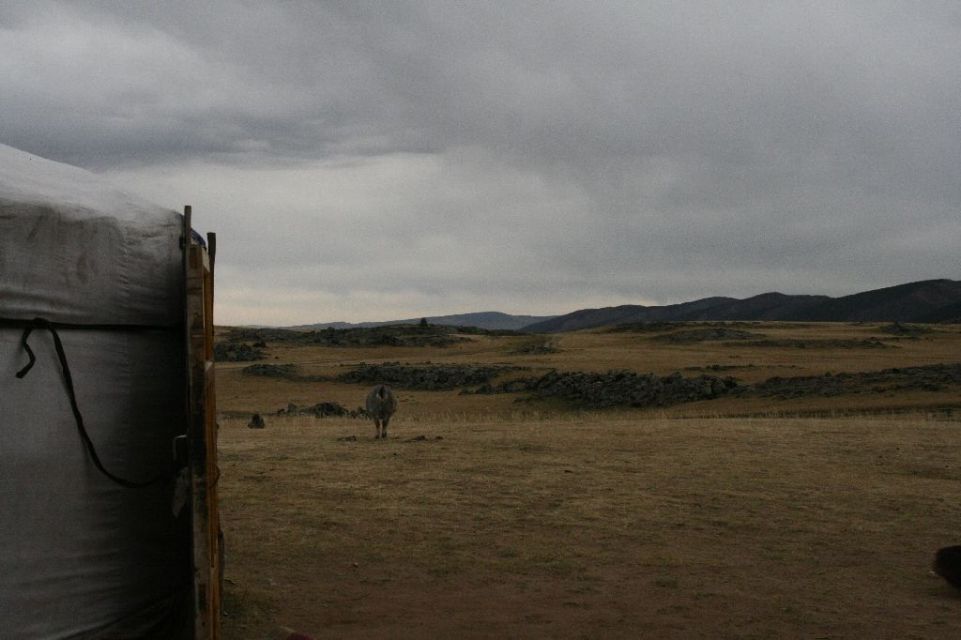 Mongolei,Ziege