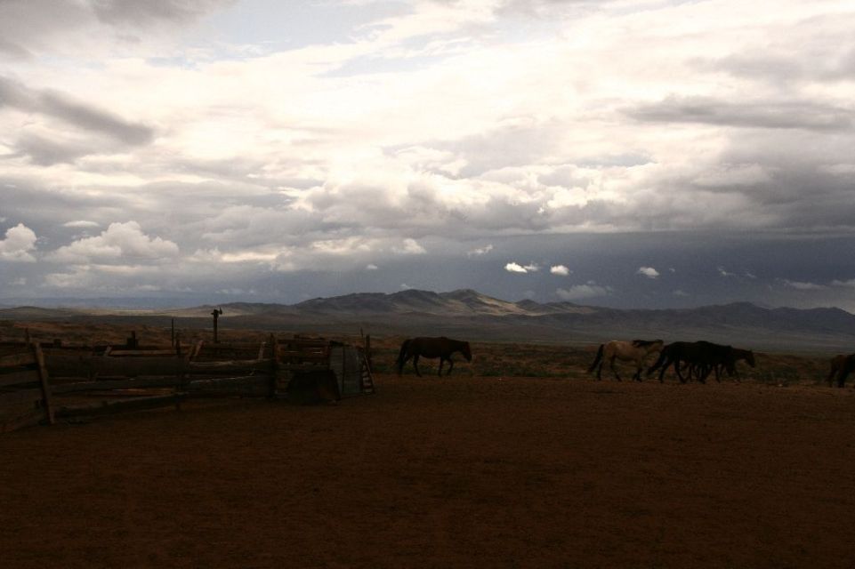 Mongolei,Pferd