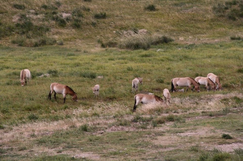 Mongolei,Przewalski