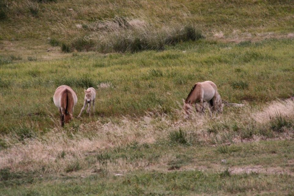 Mongolei,Przewalski