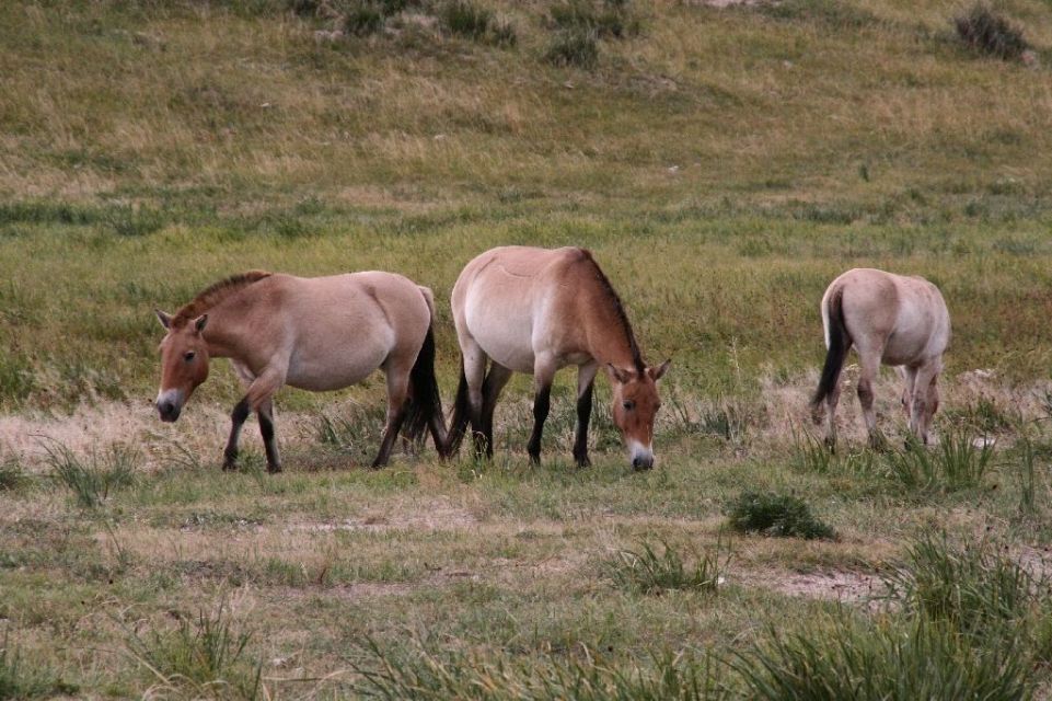 Mongolei,Przewalski