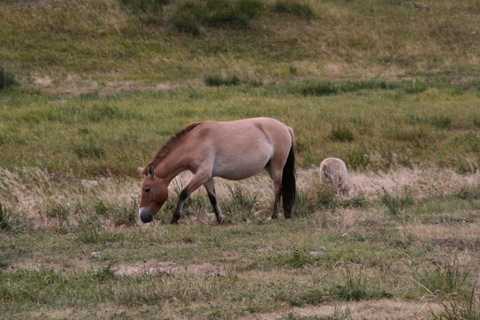 Mongolei,Przewalski