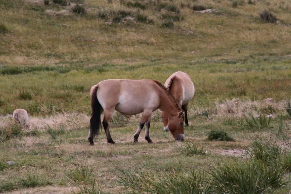 Mongolei,Przewalski