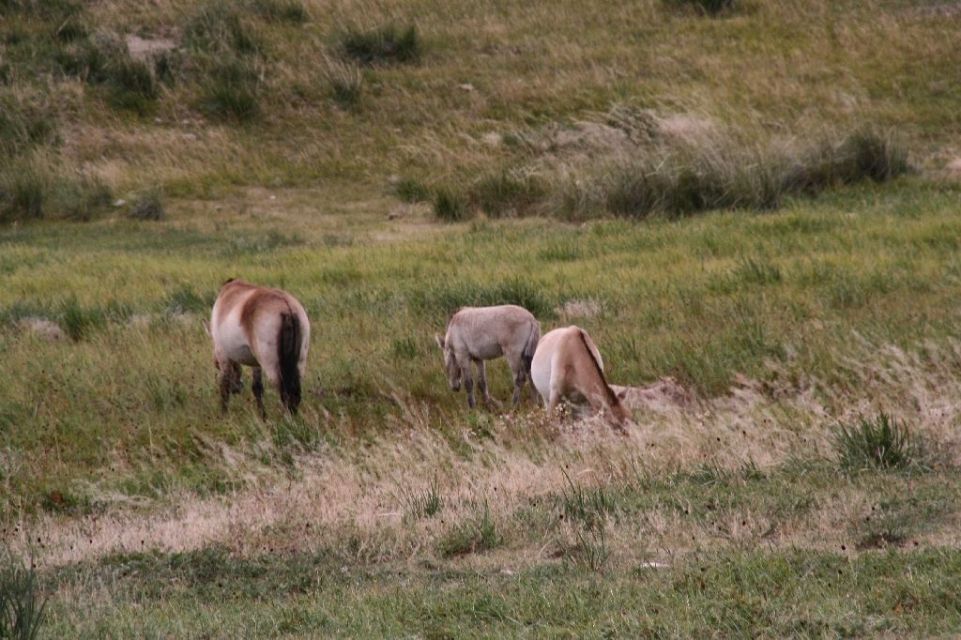 Mongolei,Przewalski