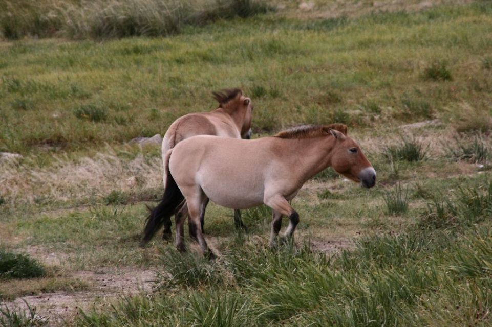 Mongolei,Przewalski
