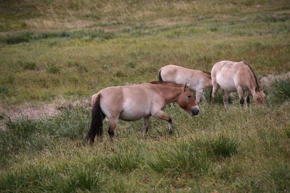 Mongolei,Przewalski