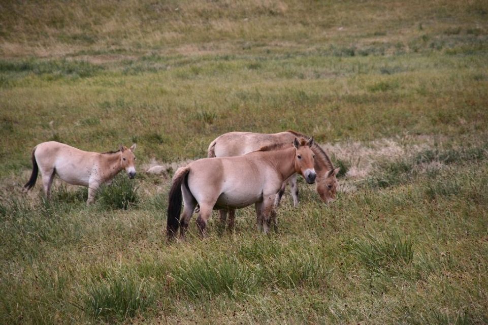 Mongolei,Przewalski